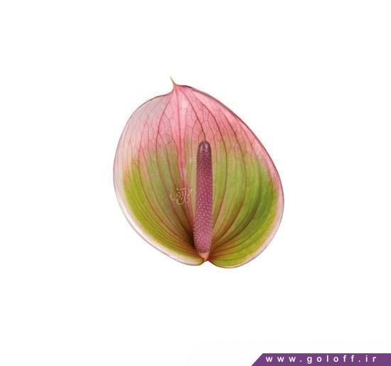 خرید گل آنتوریوم پروتزی - Anthorium | گل آف